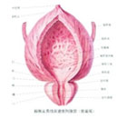 前列腺疾病