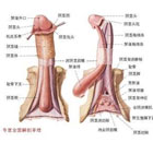 生殖整形