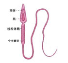 男性不育